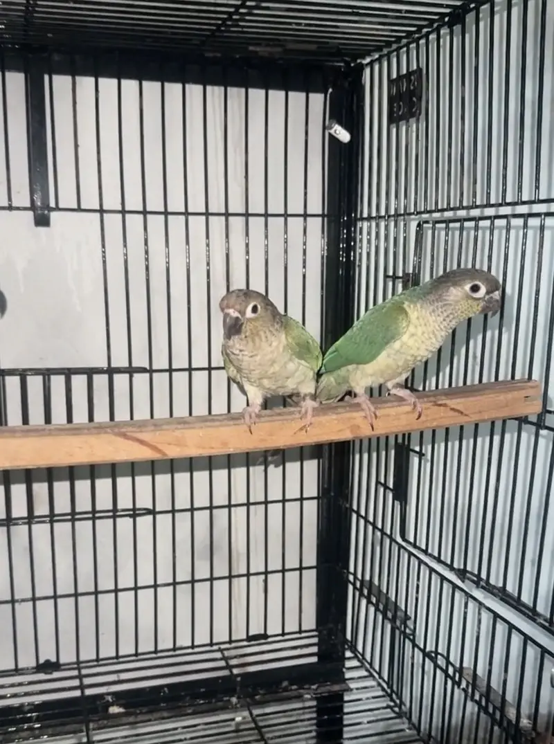Blue Torquise White chest White foot Pair — photo 2