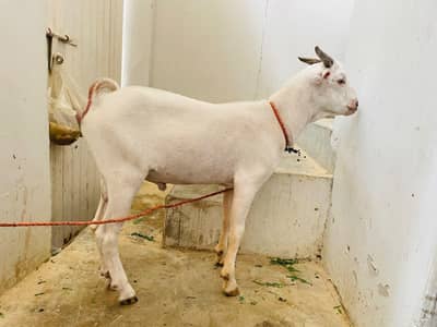 teddi tapra zero size gulabi