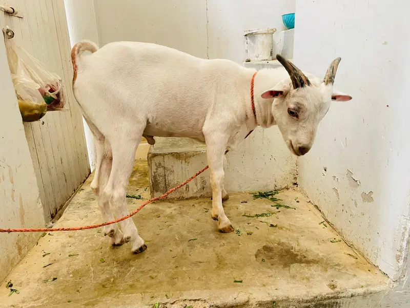 teddi tapra zero size gulabi — photo 2