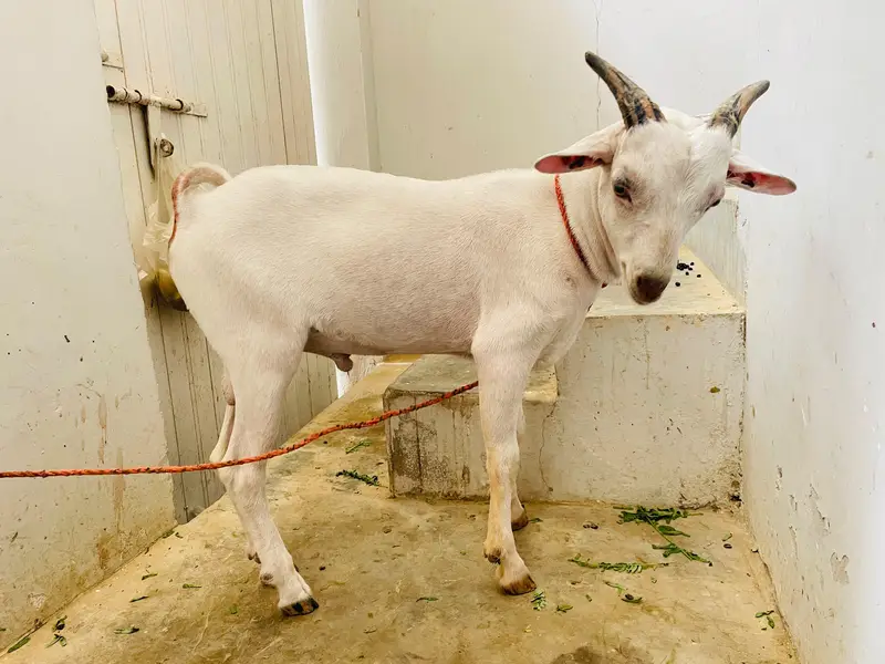 teddi tapra zero size gulabi — photo 3