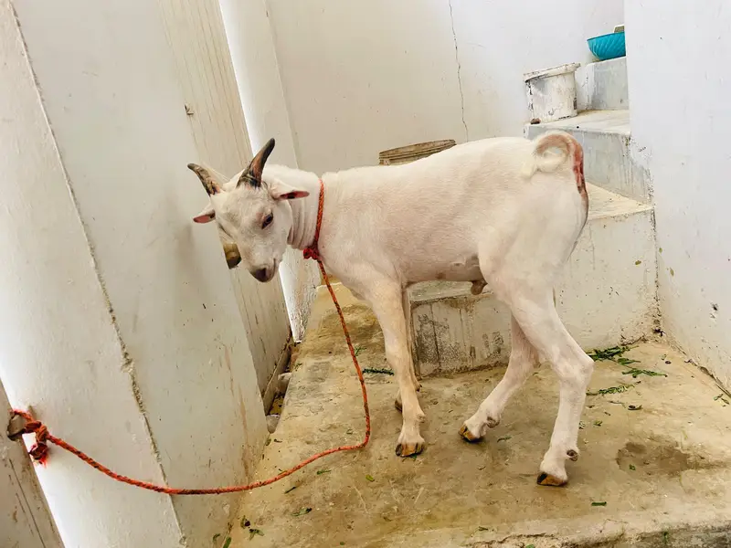 teddi tapra zero size gulabi — photo 4