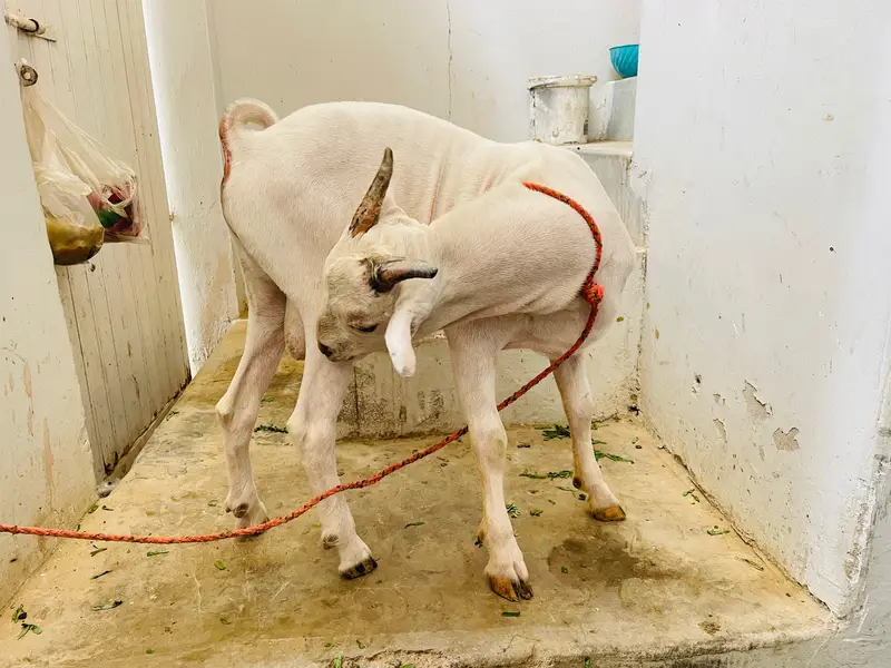 teddi tapra zero size gulabi — photo 6