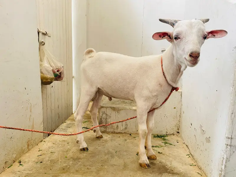 teddi tapra zero size gulabi — photo 7