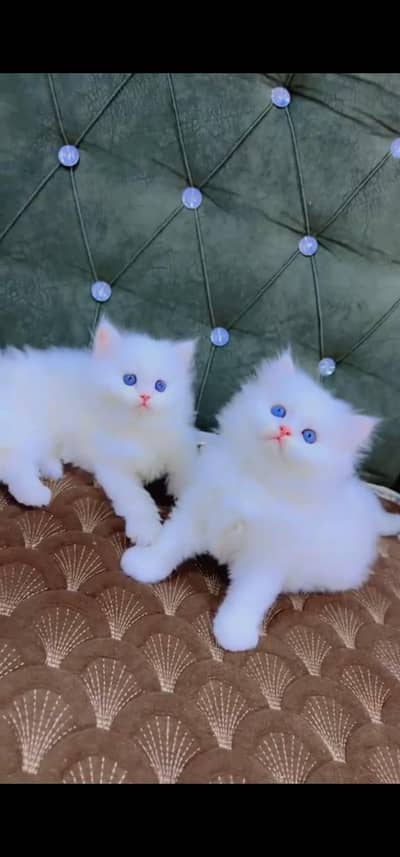 Quality Persian Punch face cat & kittens 03495425573 WhatsApp