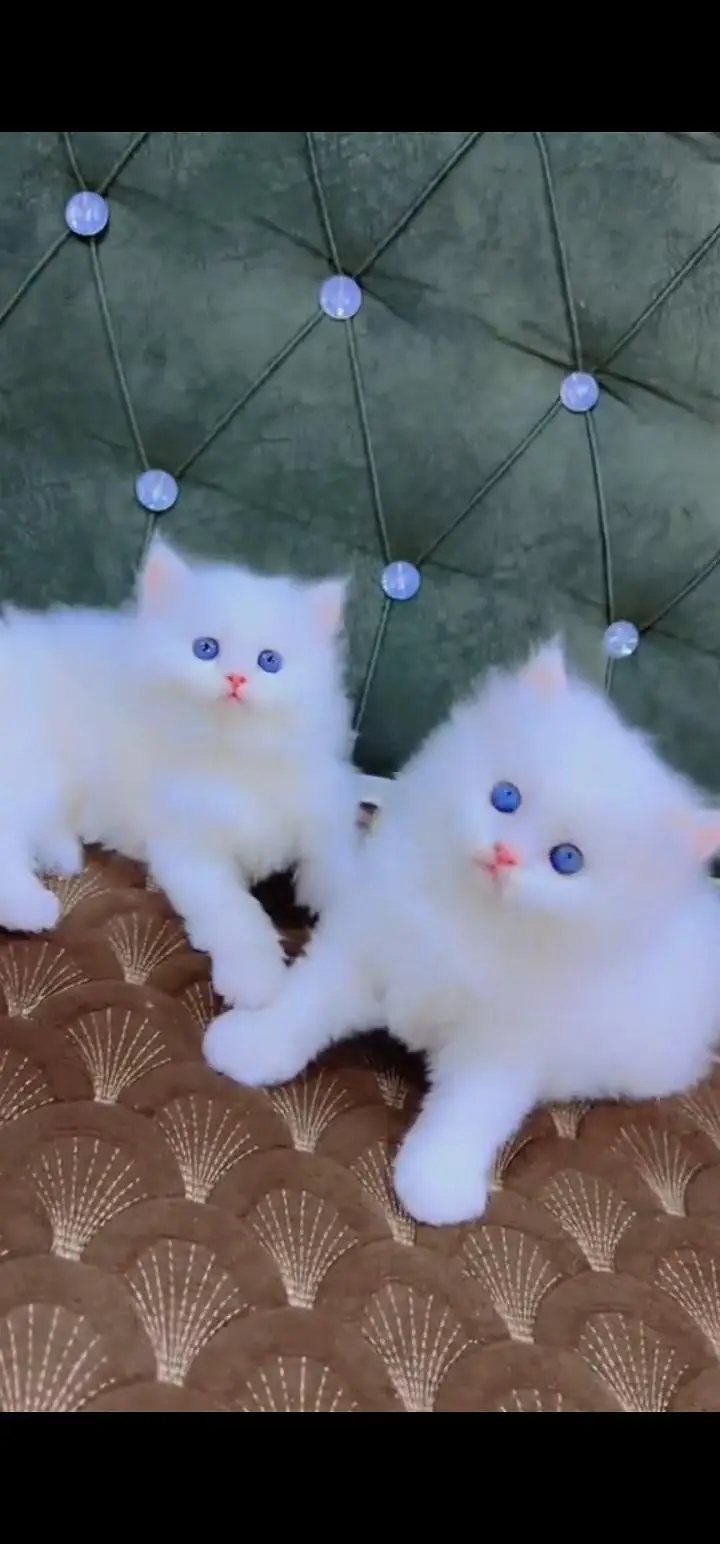 Quality Persian Punch face cat & kittens 03495425573 WhatsApp — photo 3