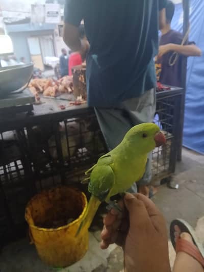 hand tame ringneck