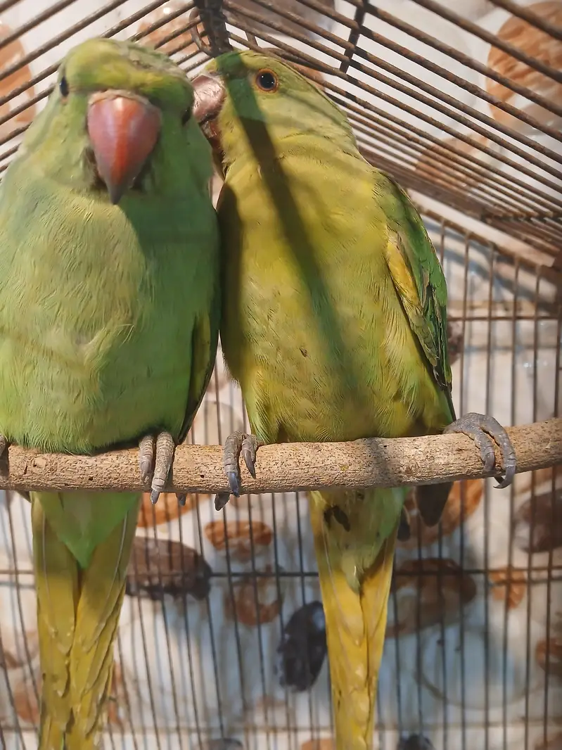 hand tame ringneck — photo 2