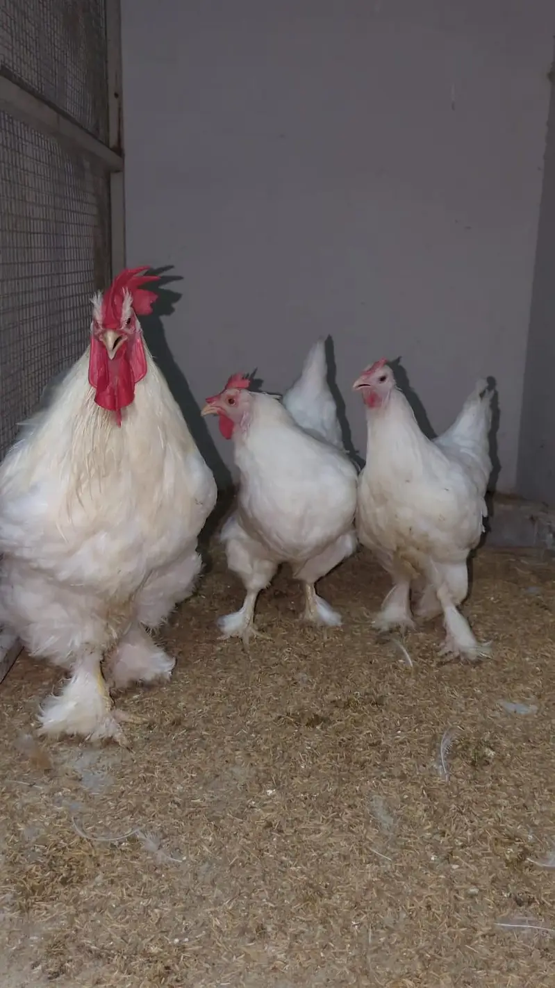 white heavy buff — photo 2