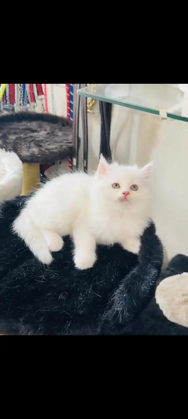 persian cat for sale MywatsapppNumber 0324-31-90-541 — photo 3