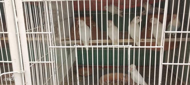 different parrot pair with setup