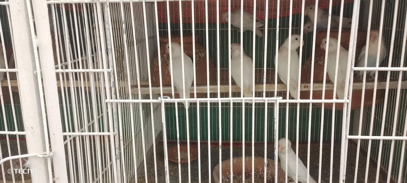 different parrot pair with setup 0