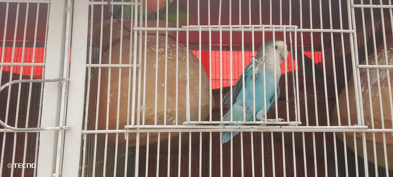 different parrot pair with setup 1
