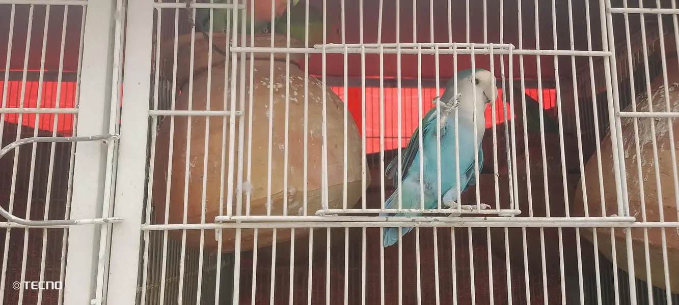 different parrot pair with setup — photo 2