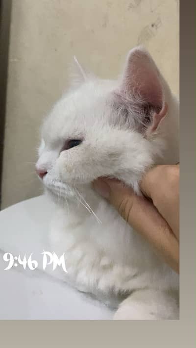 Persian Male Cat [Trained]