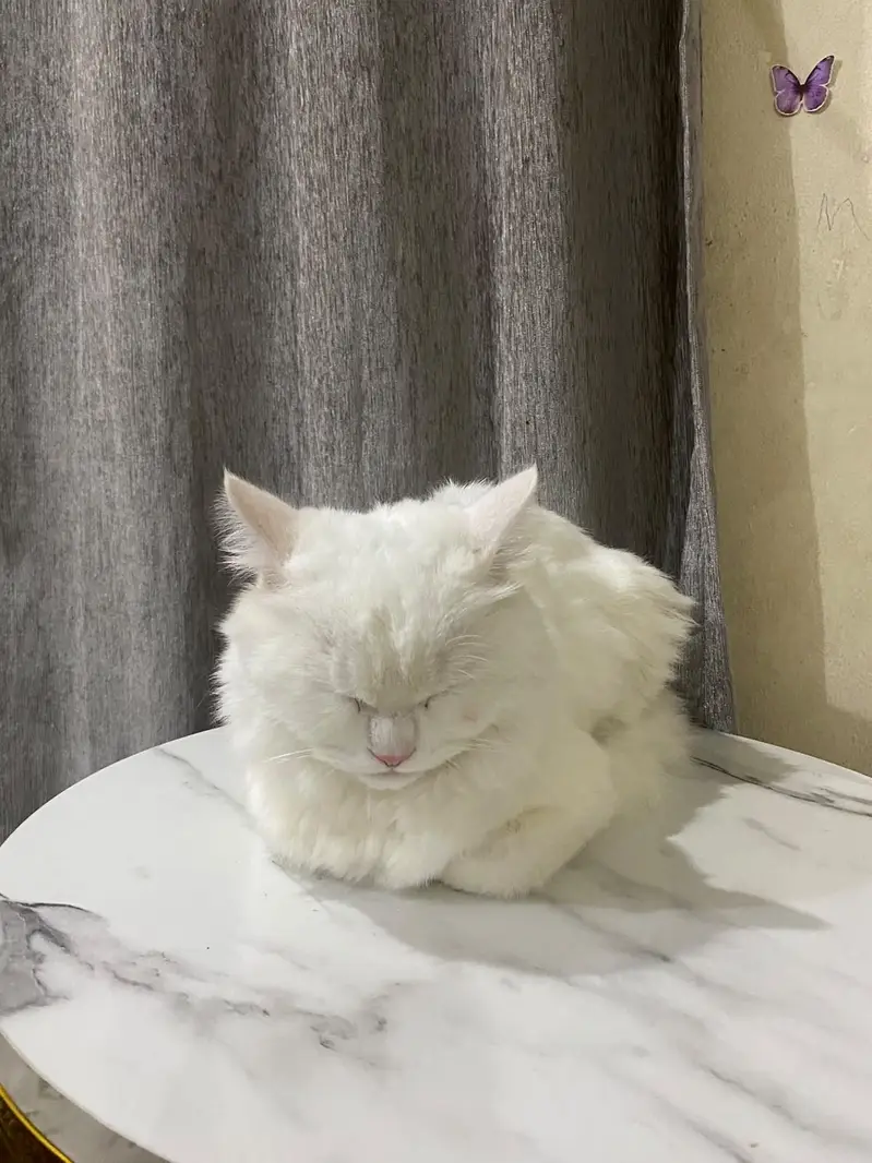 Persian Male Cat [Trained] — photo 2