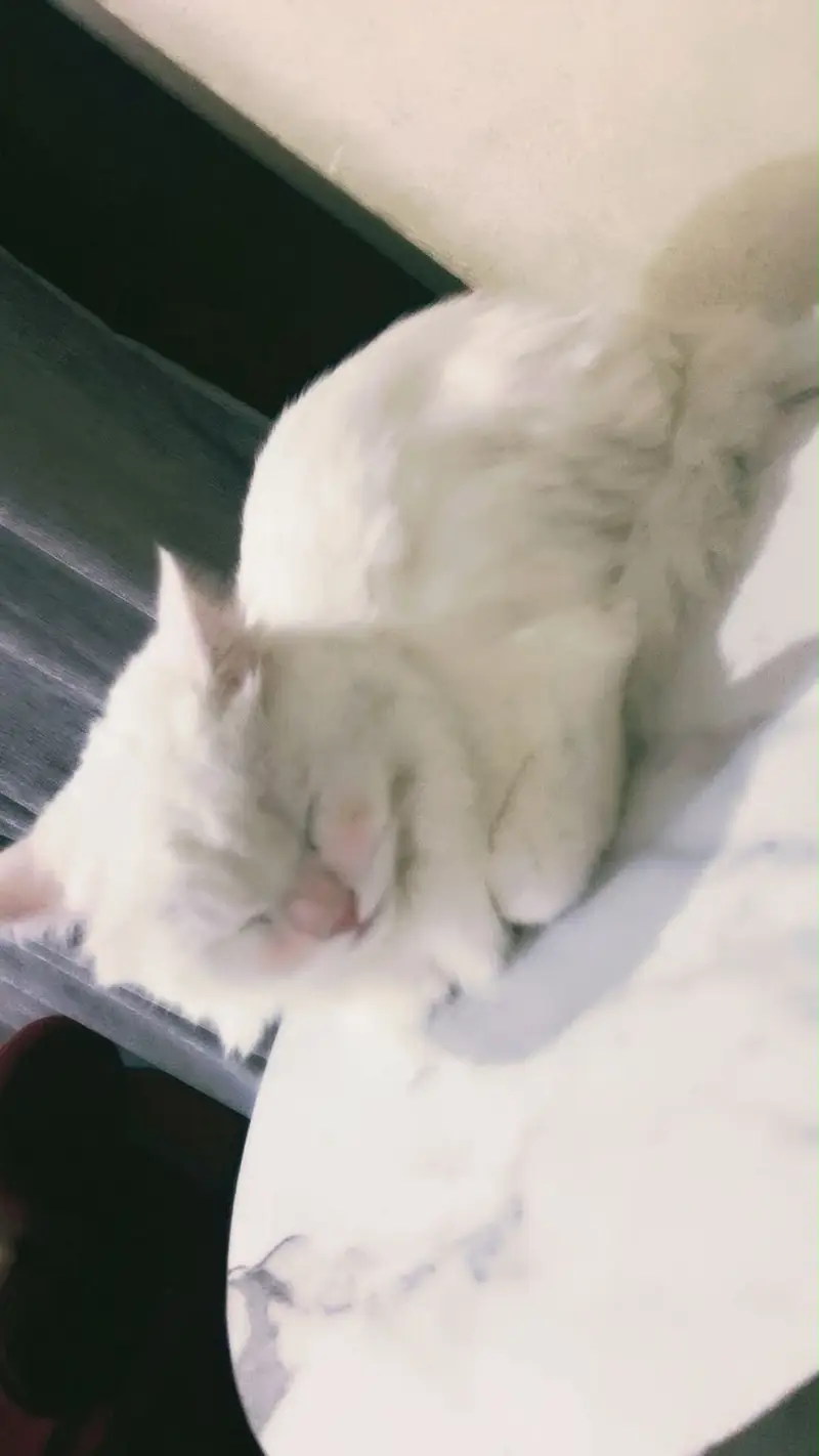 Persian Male Cat [Trained] — photo 3