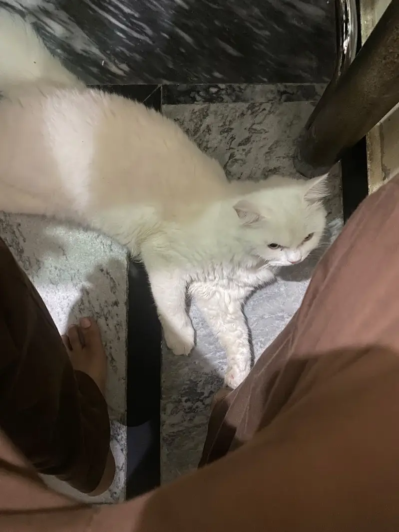 Persian Male Cat [Trained] — photo 4