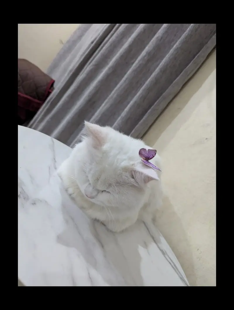 Persian Male Cat [Trained] — photo 5