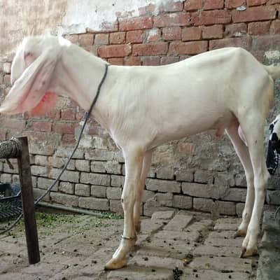 Bakray for Sale