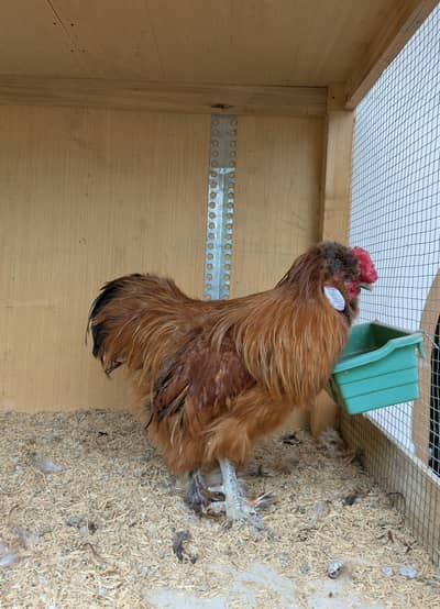 golden buff silkie walnut comb five finger