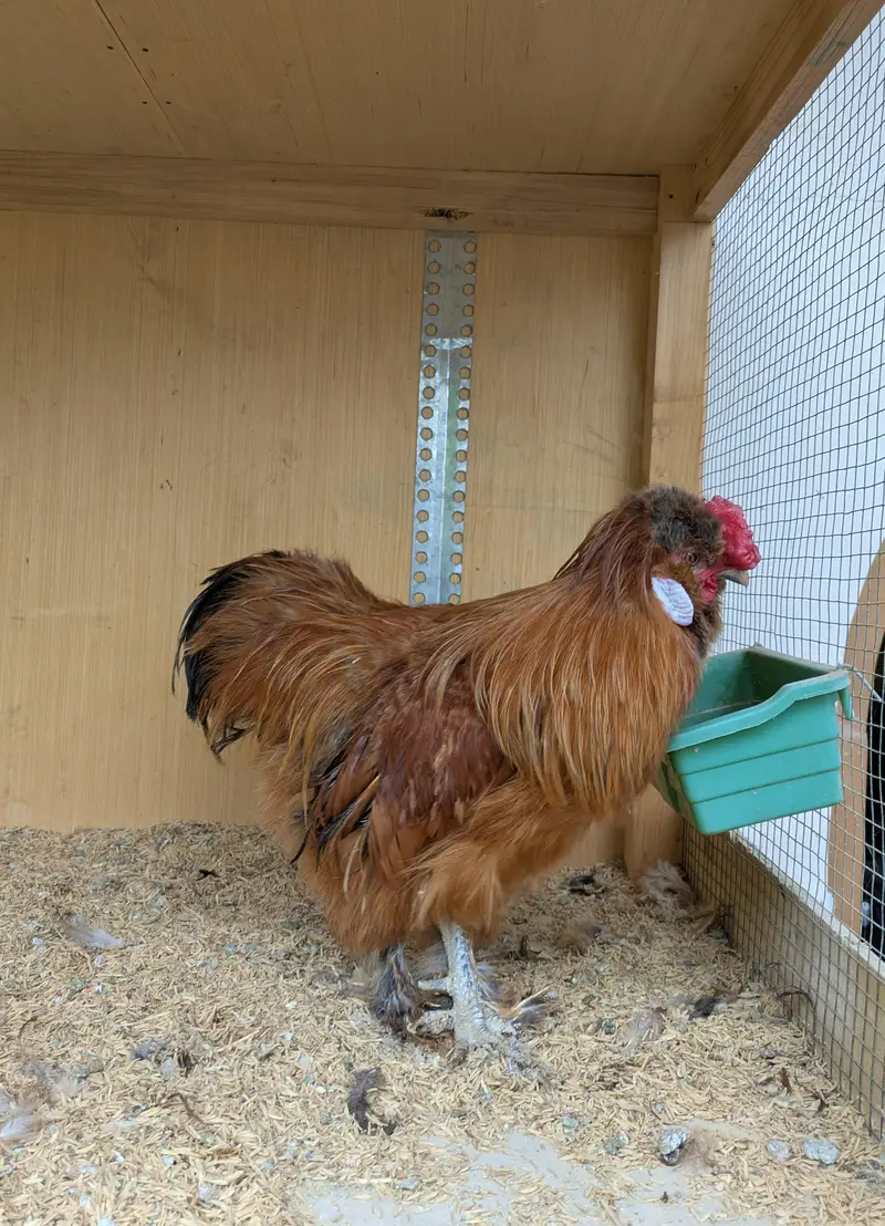 golden buff silkie walnut comb five finger — photo 2