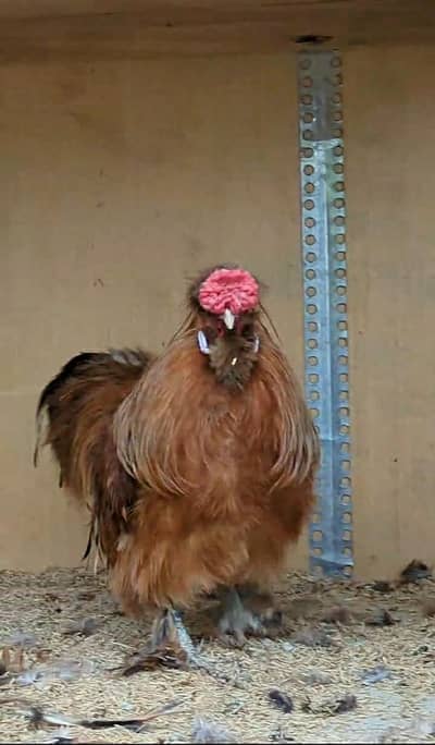 golden buff silkie walnut comb five finger