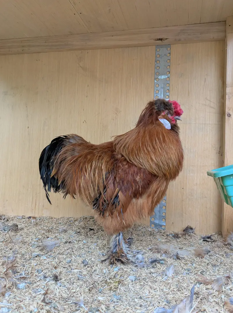 golden buff silkie walnut comb five finger — photo 3
