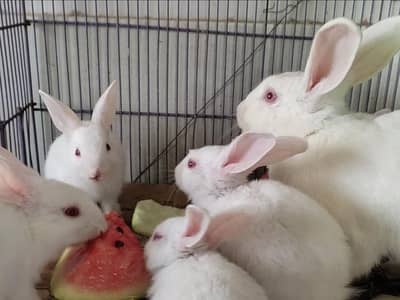 Newzeland White Bunnies - 3k per piece