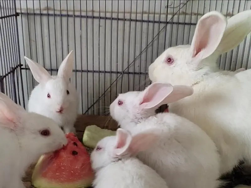 Newzealand White Breed Bunnies - 3k per piece