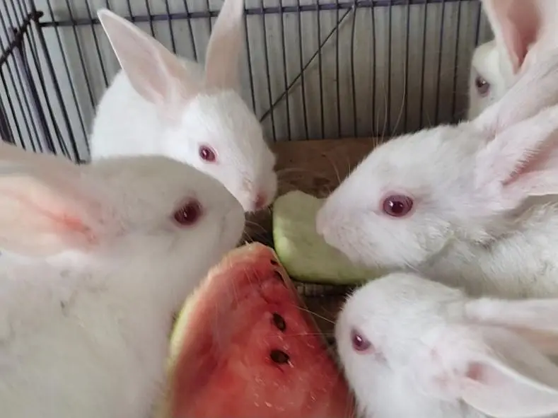 Newzealand White Breed Bunnies - 3k per piece — photo 2