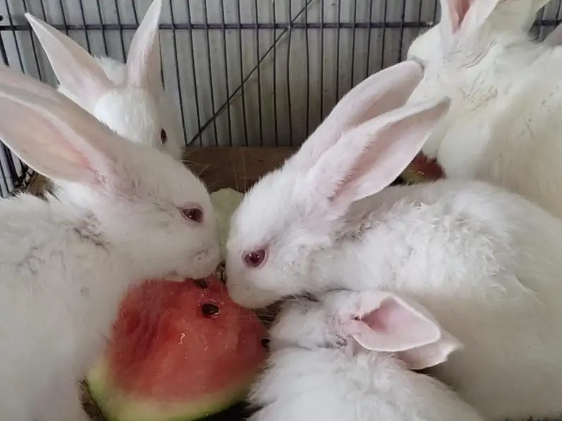 Newzealand White Breed Bunnies - 3k per piece — photo 3