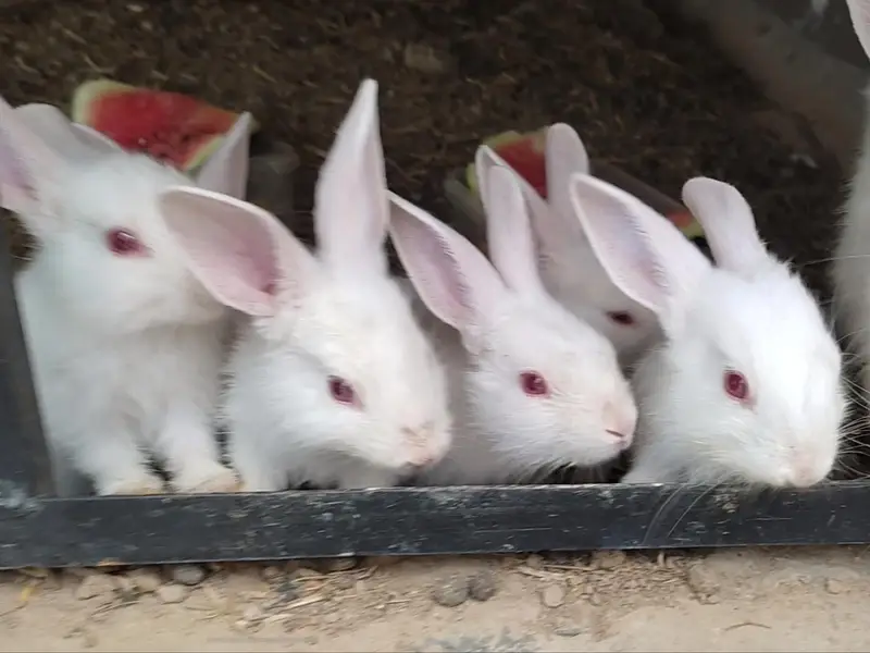 Newzealand White Breed Bunnies - 3k per piece — photo 4
