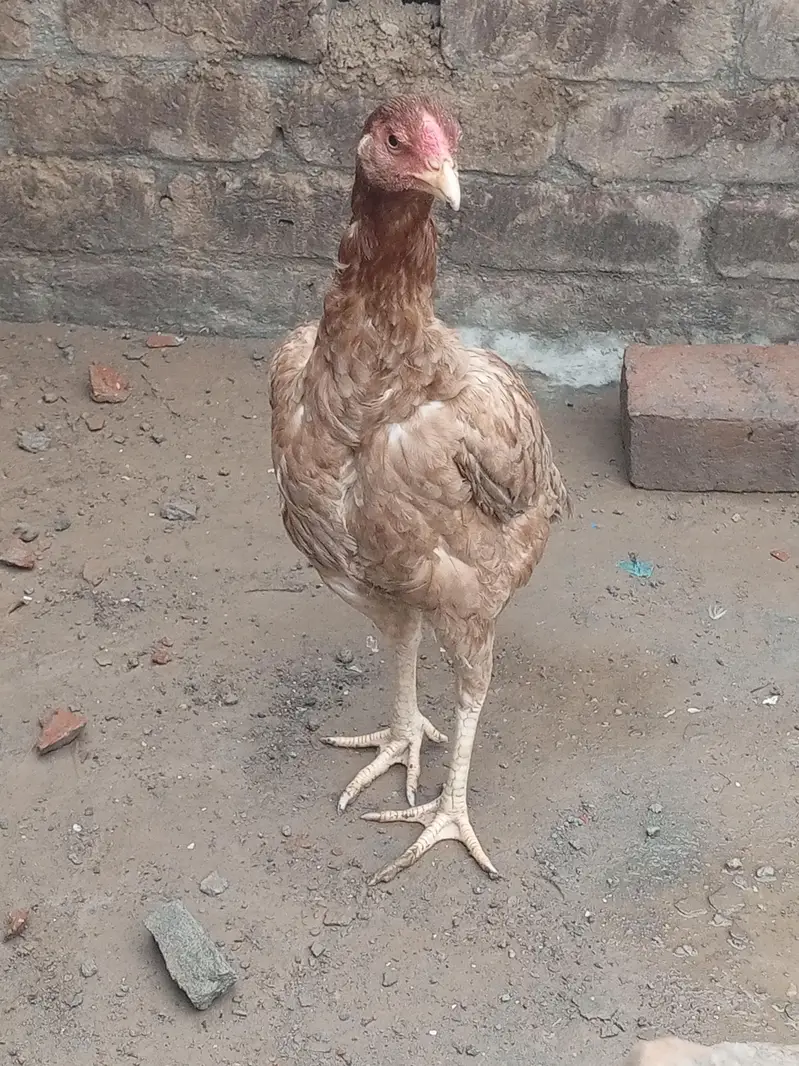 aseel mianwali murgi — photo 2