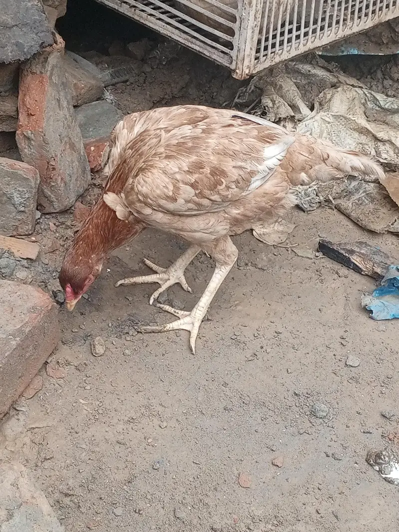 aseel mianwali murgi — photo 3