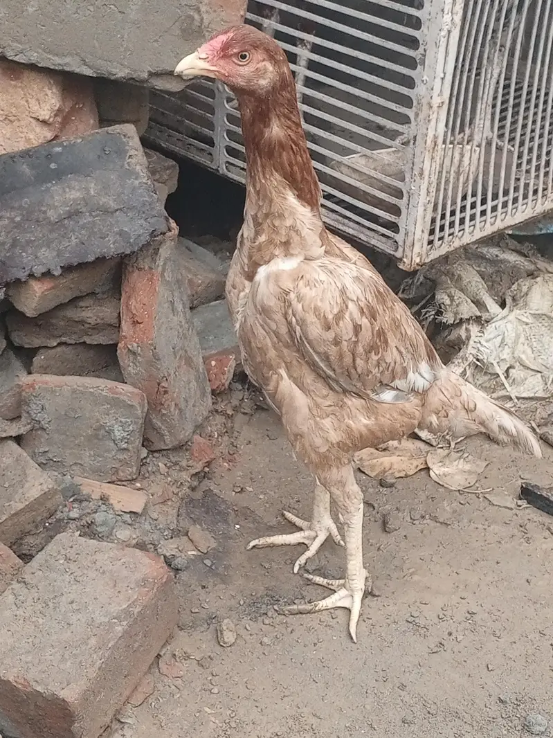 aseel mianwali murgi — photo 5