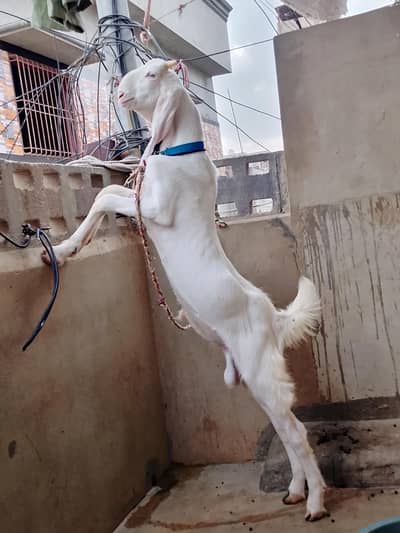 Goat  bakra goat white bakra goat  bakra goat WS 03193487021