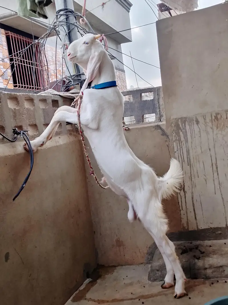 Goat  bakra goat white bakra goat  bakra goat WS 03193487021