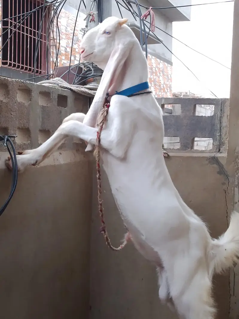 Goat  bakra goat white bakra goat  bakra goat WS 03193487021 — photo 2