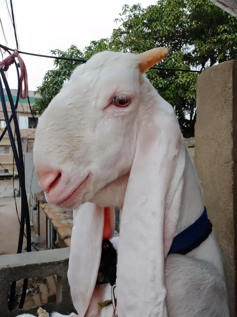 Goat  bakra goat white bakra goat  bakra goat WS 03193487021 — photo 3