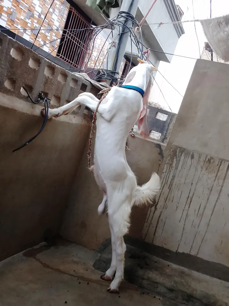 Goat  bakra goat white bakra goat  bakra goat WS 03193487021 — photo 4