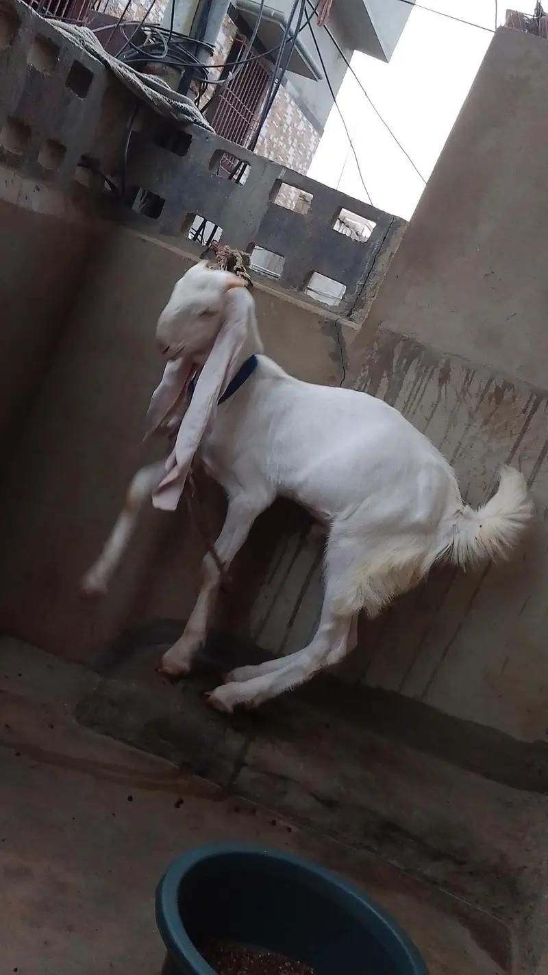 Goat  bakra goat white bakra goat  bakra goat WS 03193487021 — photo 5
