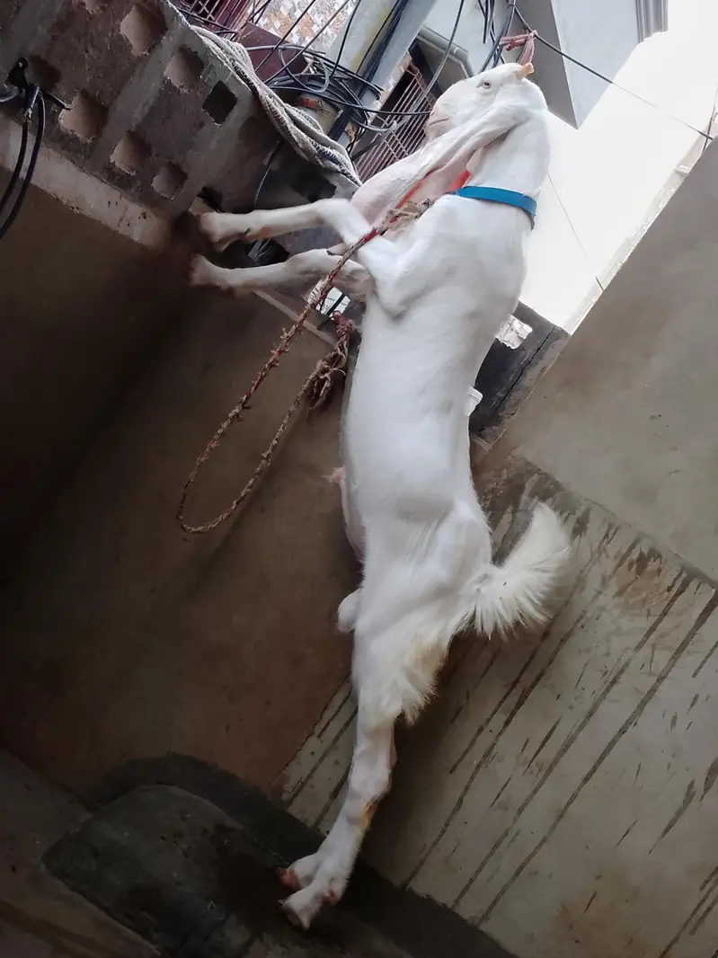 Goat  bakra goat white bakra goat  bakra goat WS 03193487021 — photo 7