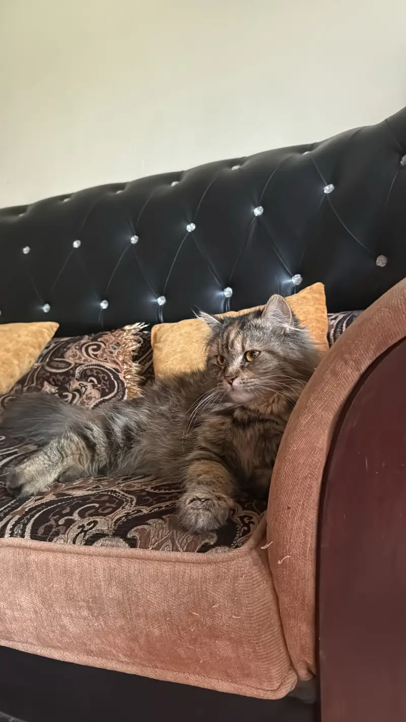 Doll face persian — photo 2