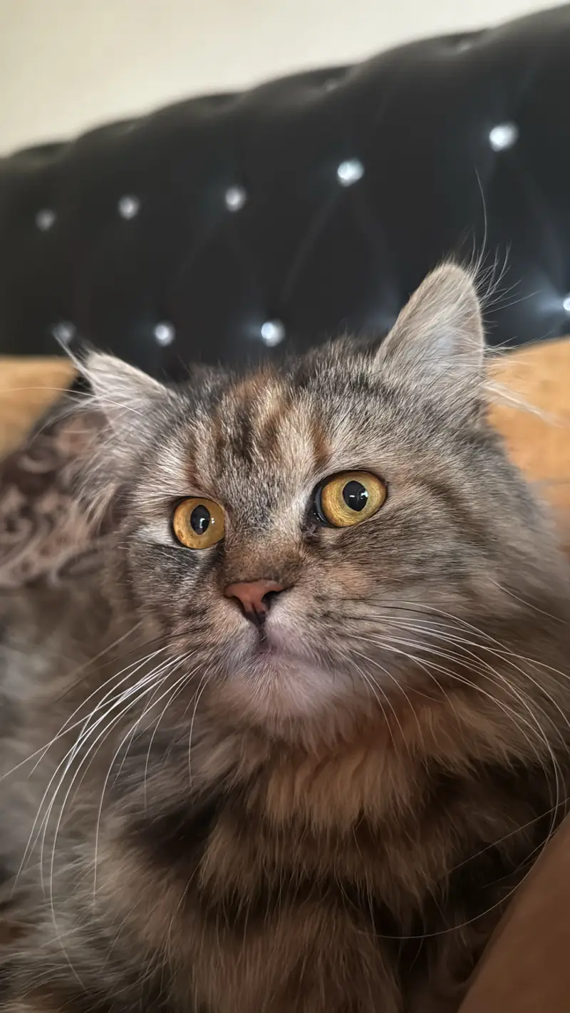 Doll face persian — photo 3