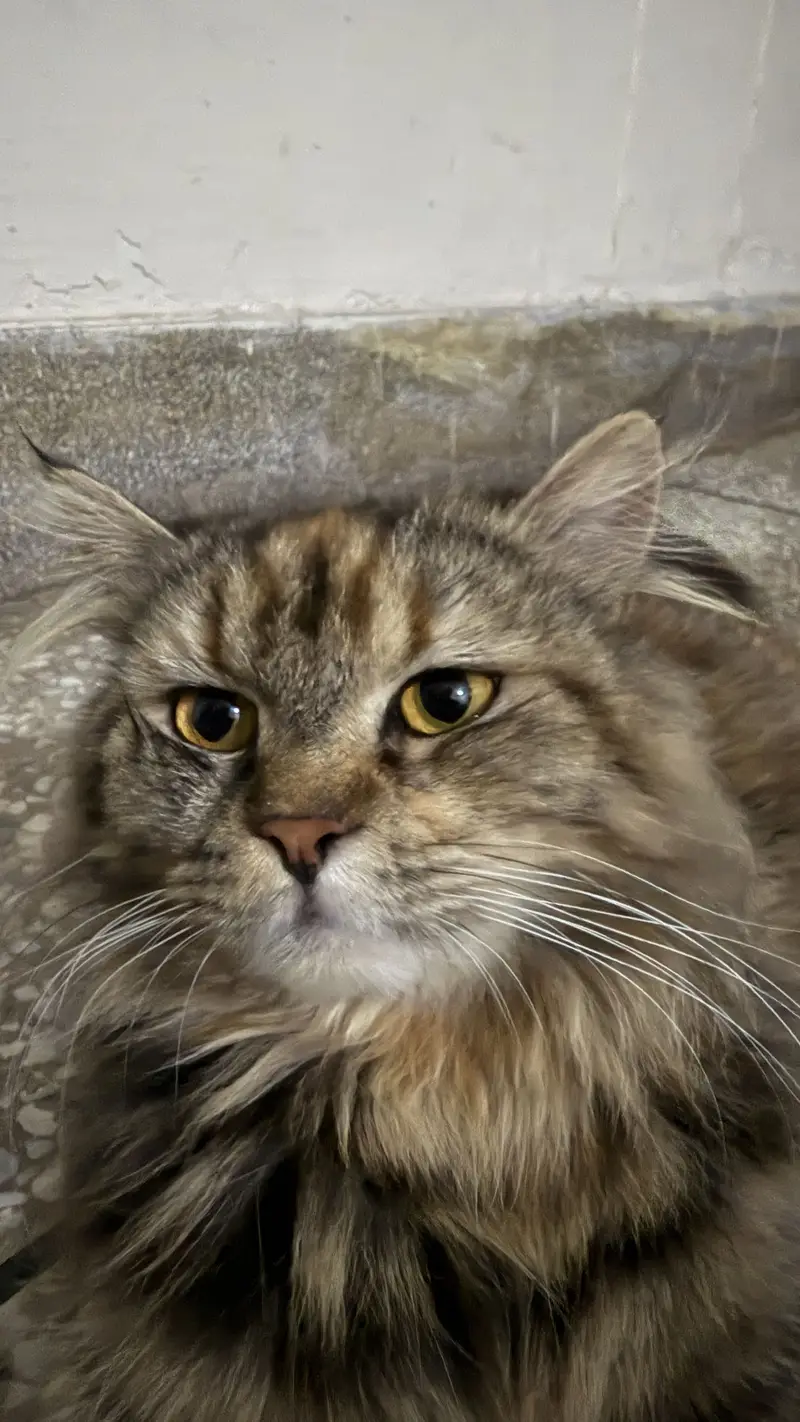 Doll face persian — photo 4
