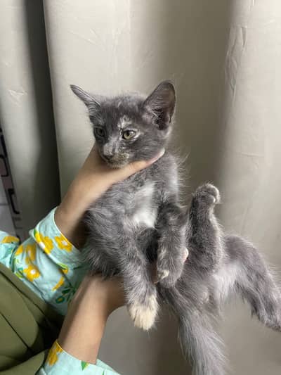 Female kitten for sale
