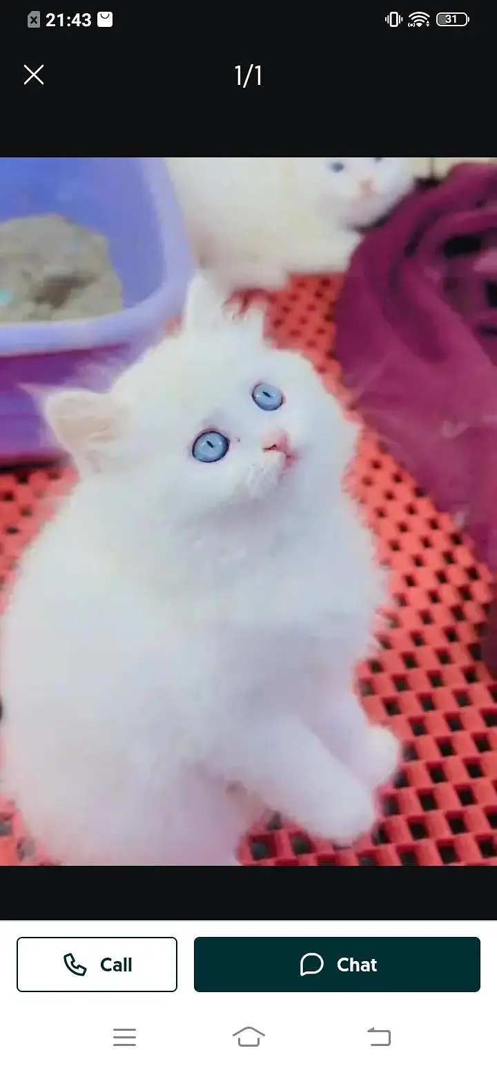 Persian cat for sale male or female my3313091788 my WhatsApp number — photo 2