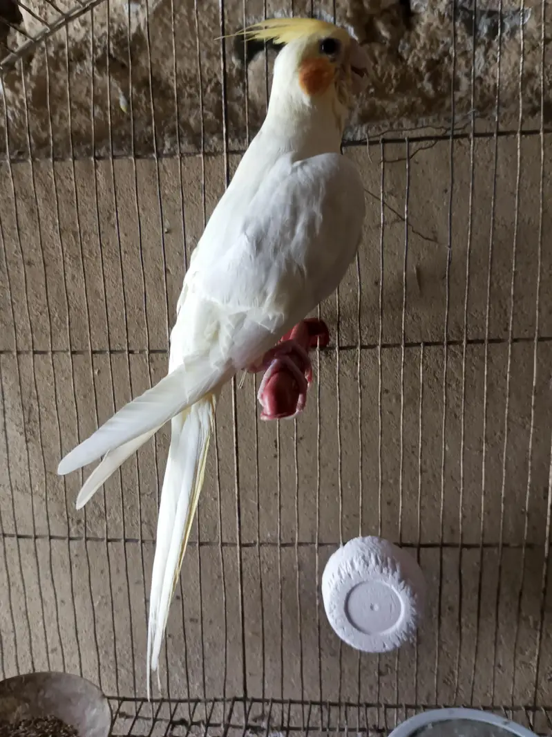 Hand tame cocktail — photo 2