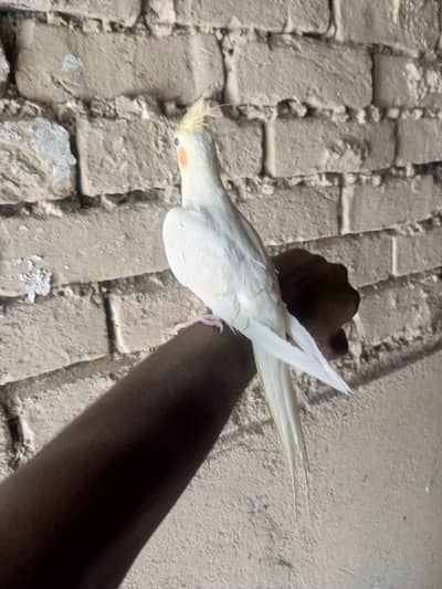 Hand tame cocktail