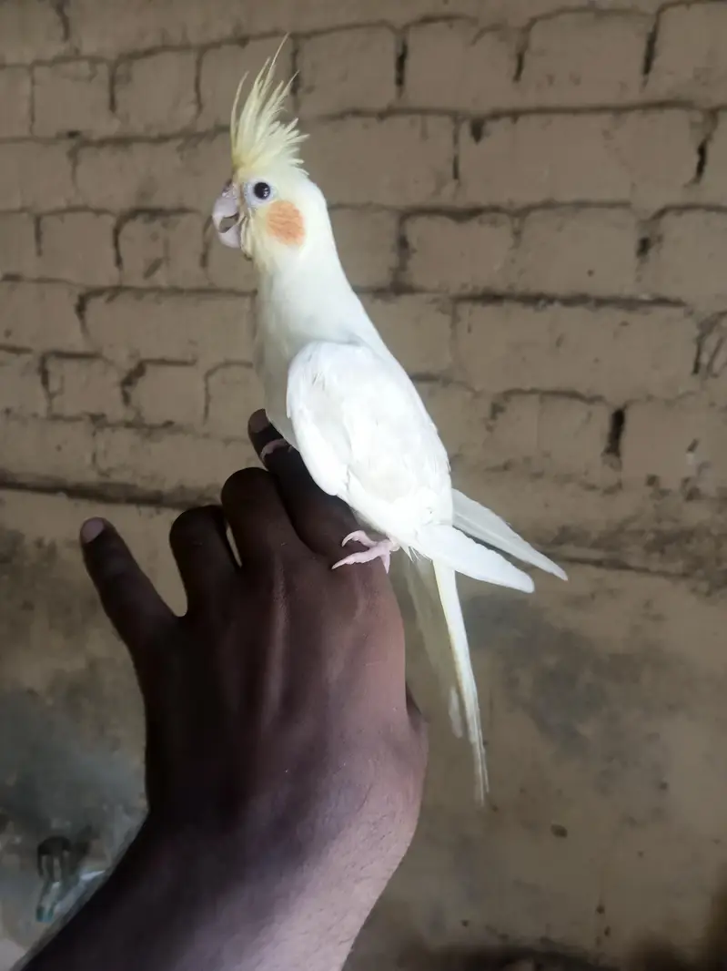 Hand tame cocktail — photo 3